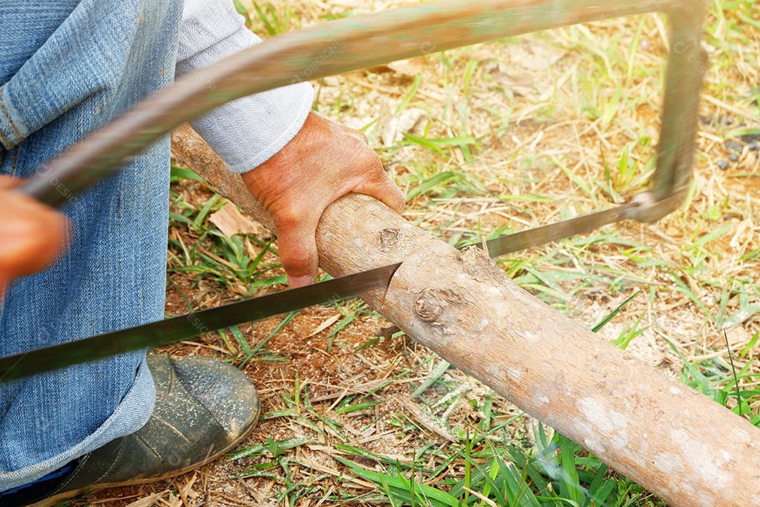 Homem está cortando madeira de árvores com serra