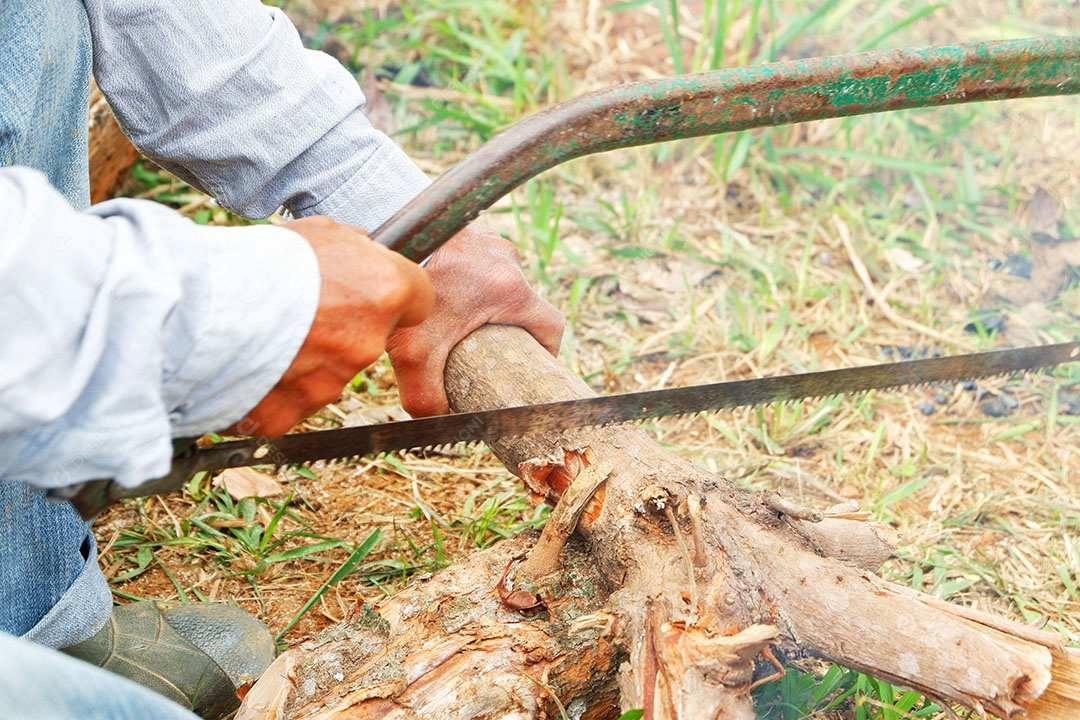 Homem está cortando madeira de árvores com serra