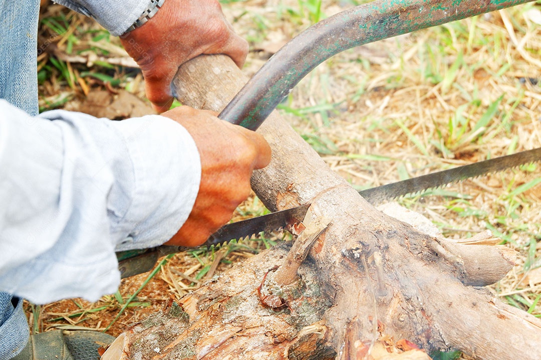 Homem está cortando madeira de árvores com serra