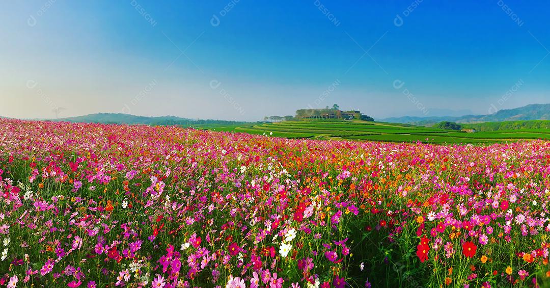 Ajardine o fundo da natureza do belo campo de flores do cosmos