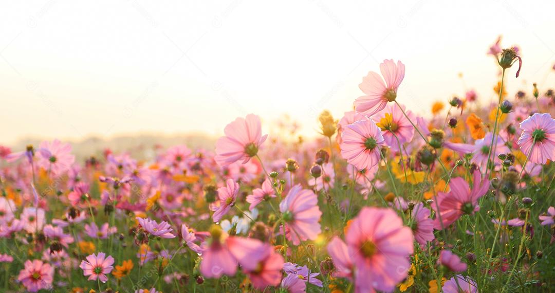 lindo campo de flores cosmos