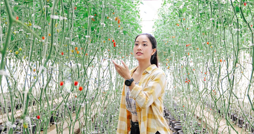 Trabalhador agrícola colhendo tomates da horta orgânica