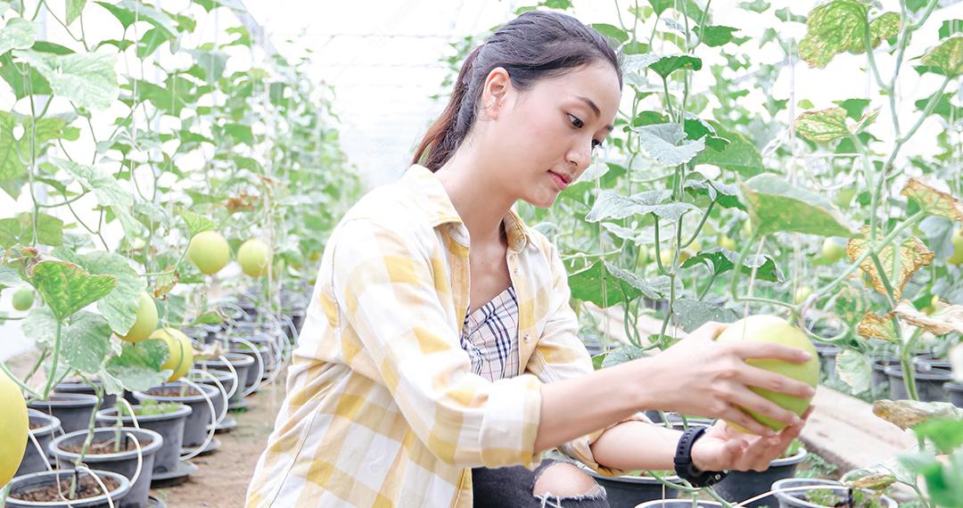 Mulher agricultora verifica a qualidade do melão na estufa