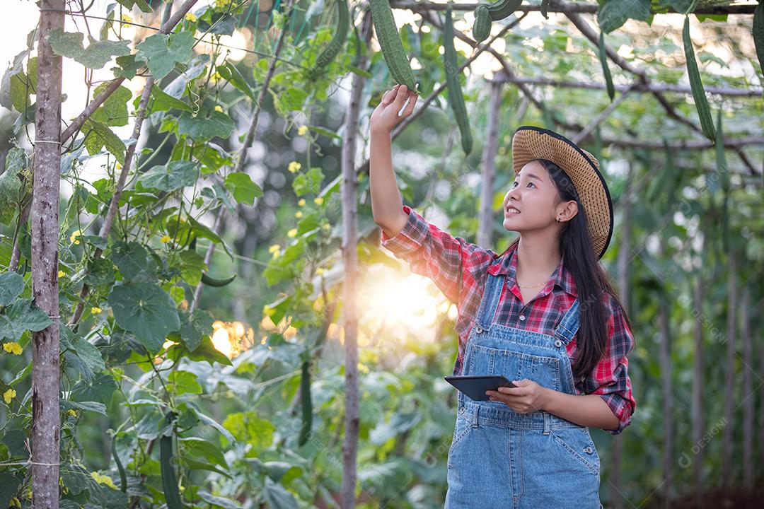 Mulheres da Ásia Agrônoma e agricultora usando tecnologia para inspecionar em campo de vegetais agrícolas e orgânicos