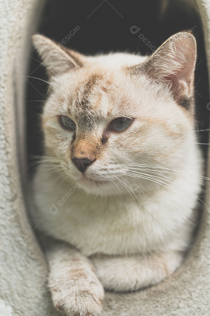 Gato fofo cinza se divertindo
