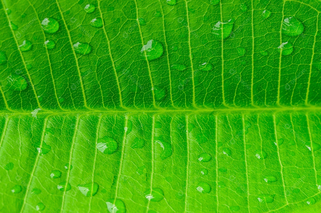 Gotas de água macro em folhas na natureza