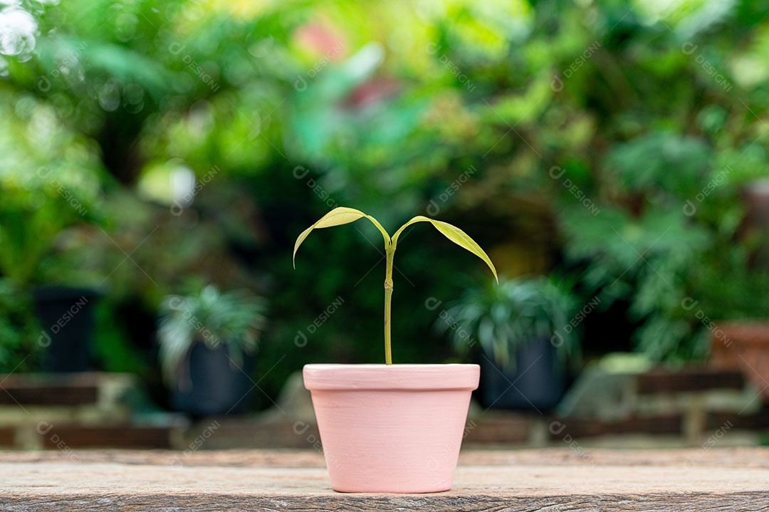 Crescimento de plantação de árvores, amor pela natureza