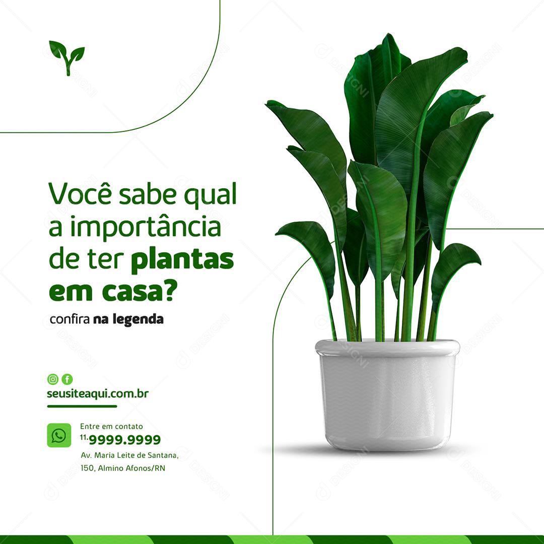 Você sabe qual a importância de ter plantas em casa Jardinagem Social Media PSD Editável