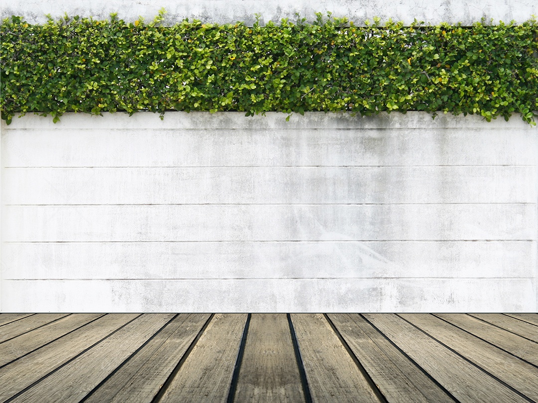 Parede de cimento e folha verde para fundo