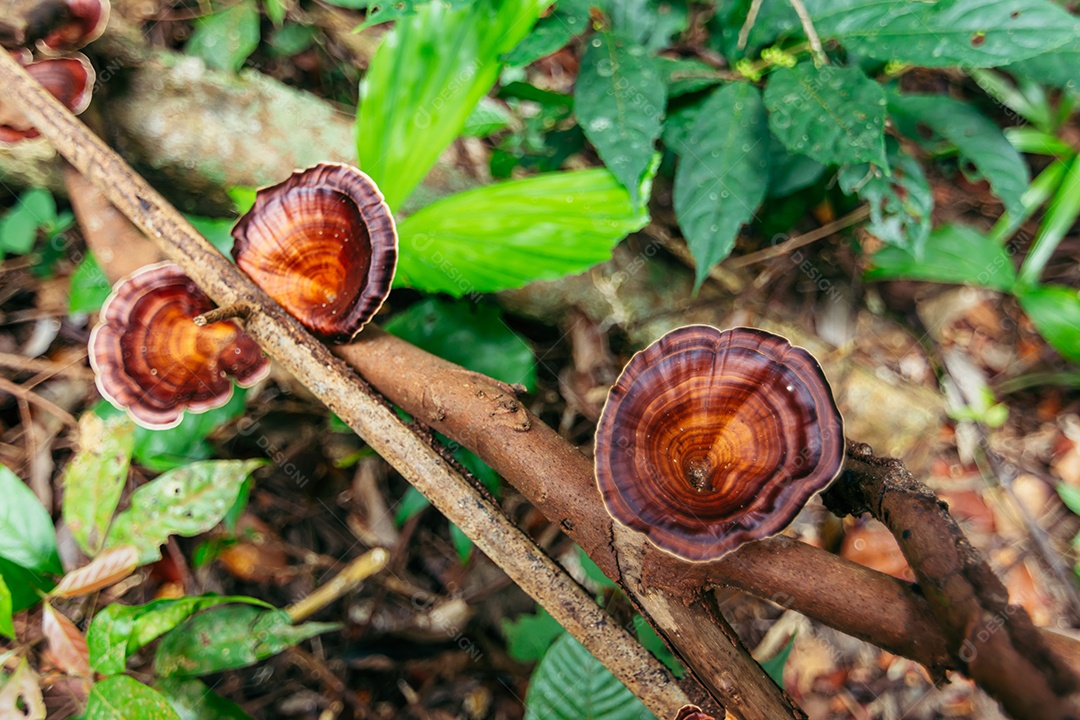 Cogumelos selvagens em galhos secos na natureza