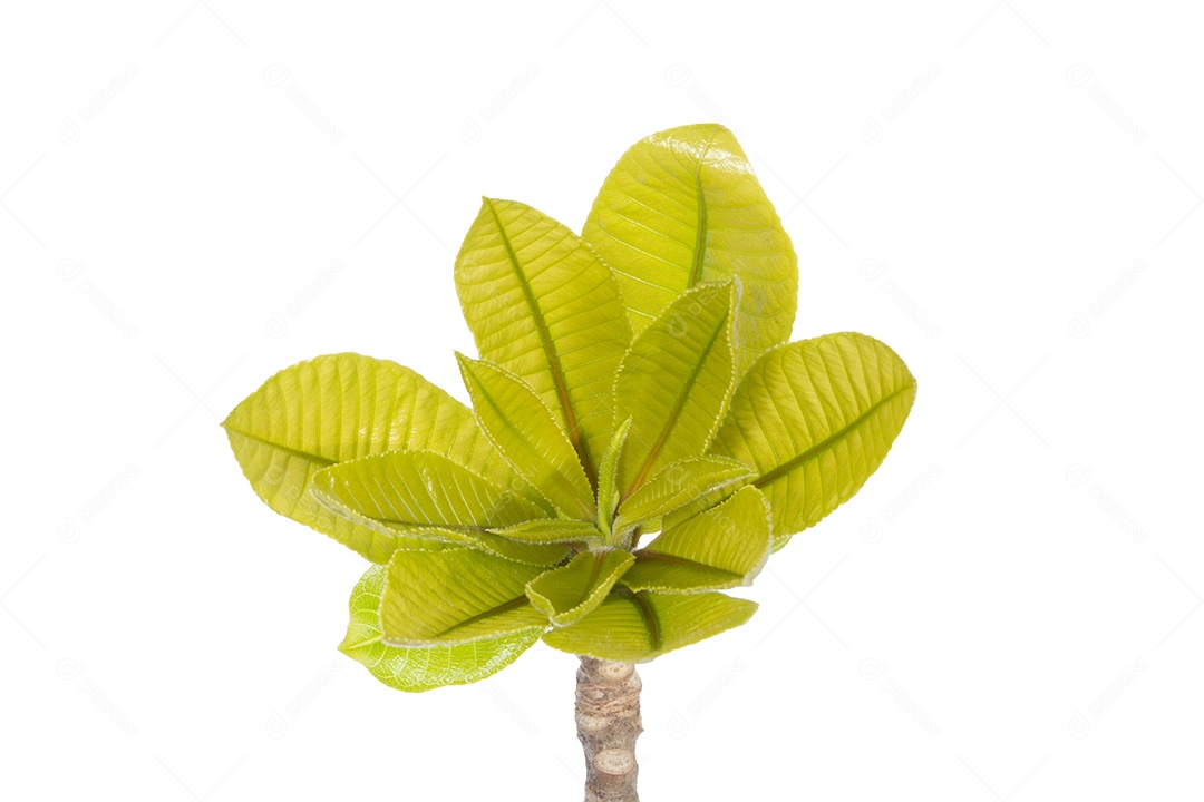 Os galhos e folhas da árvore jovem no fundo branco