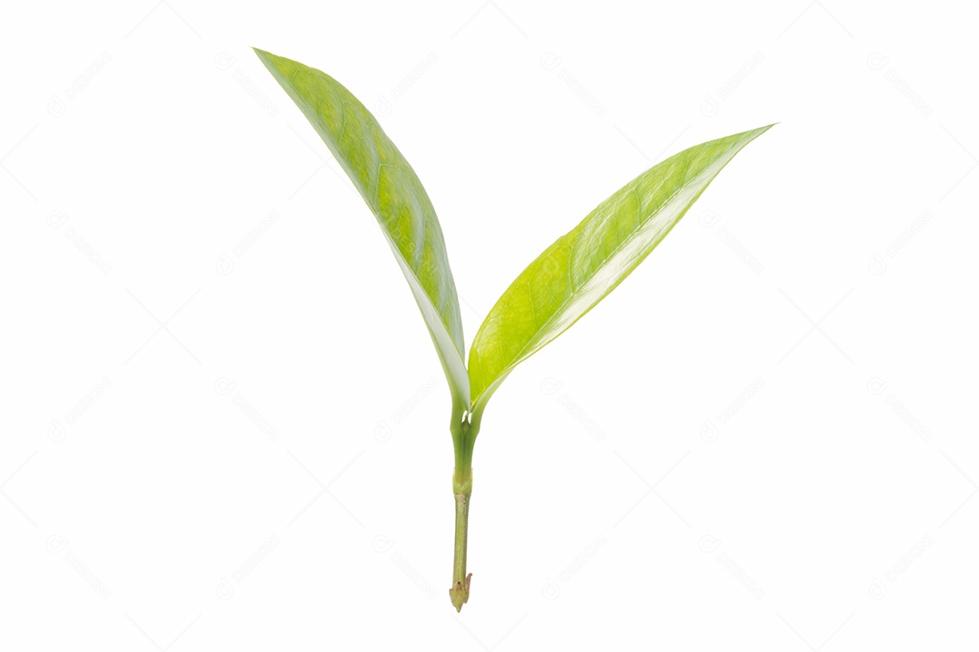 Os galhos e folhas da árvore jovem no fundo branco