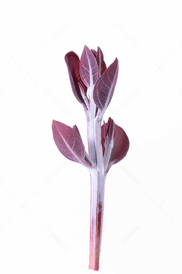 Ramos macios de folhas de eucalipto em um fundo branco