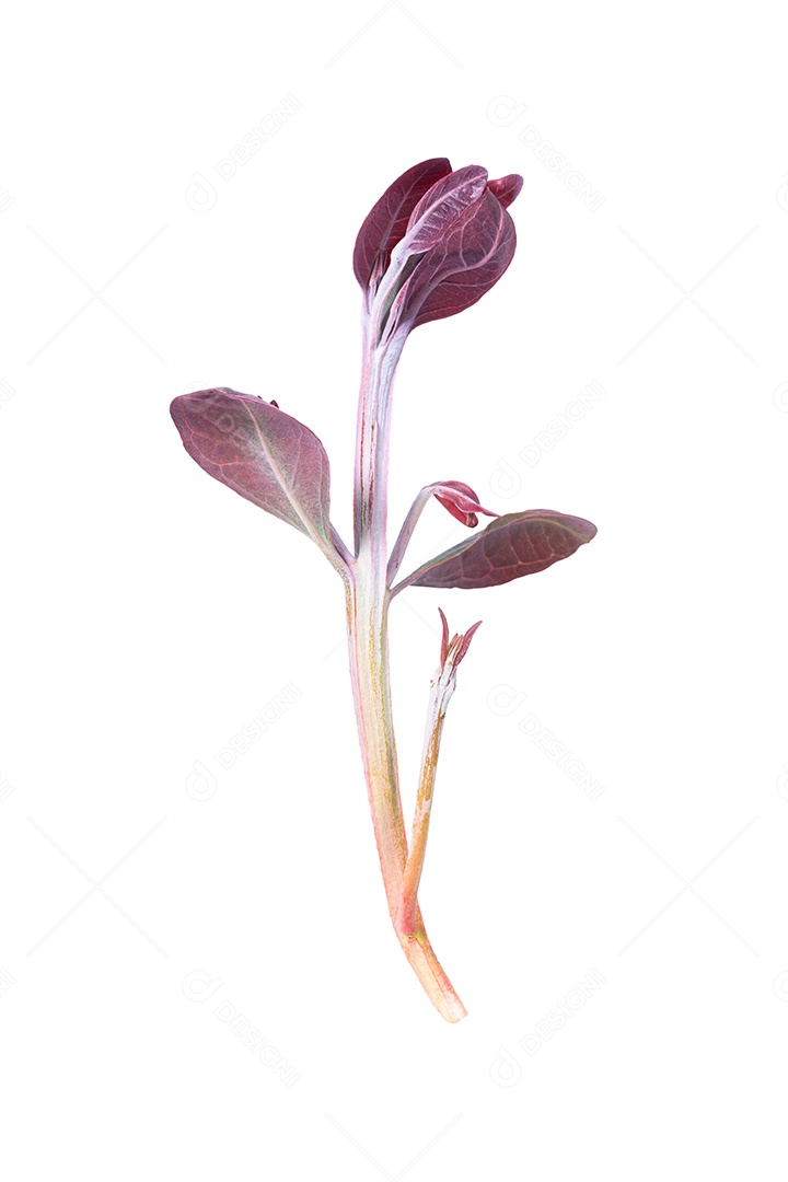 Ramos macios de folhas de eucalipto em um fundo branco