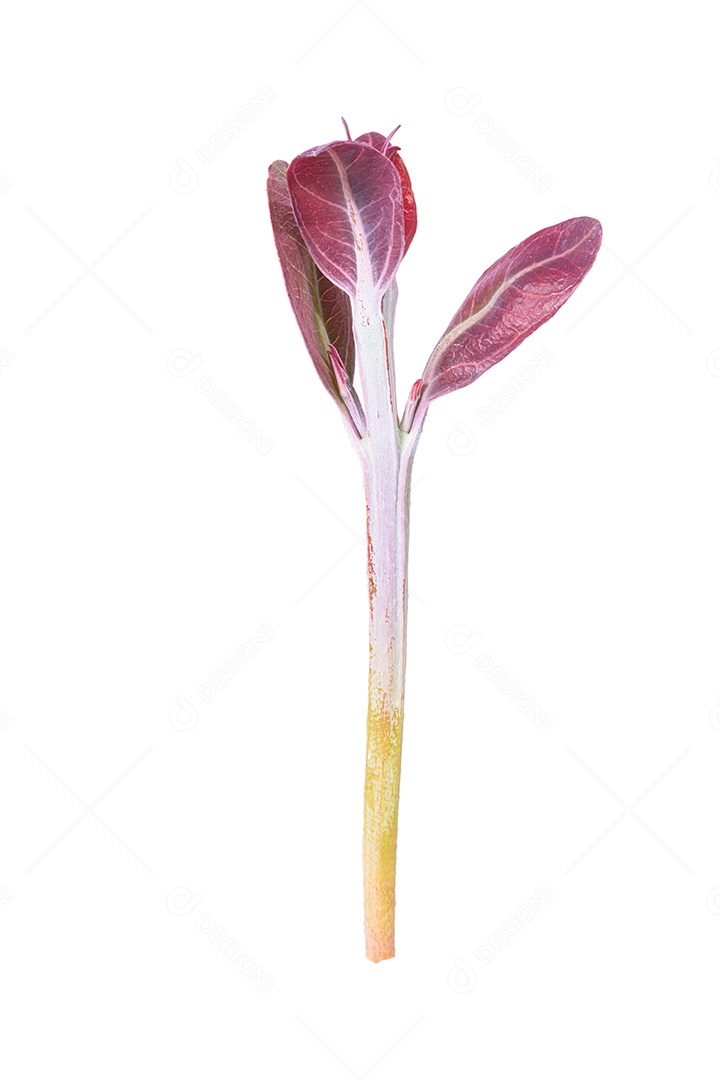 Ramos macios de folhas de eucalipto em um fundo branco