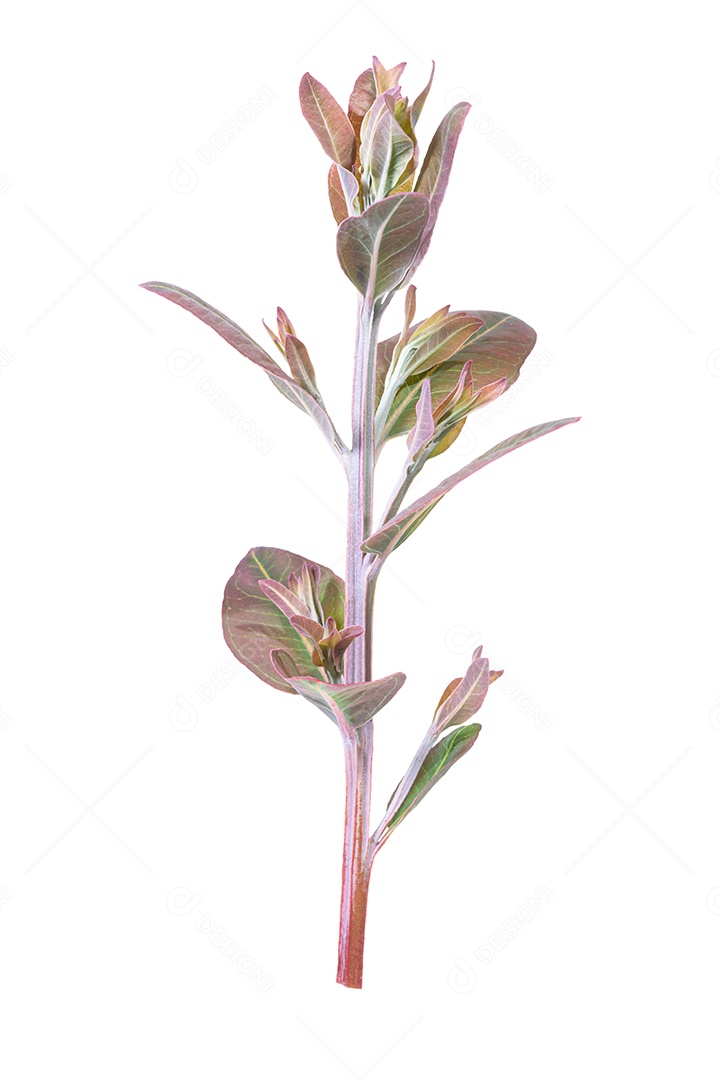 Ramos macios de folhas de eucalipto em um fundo branco