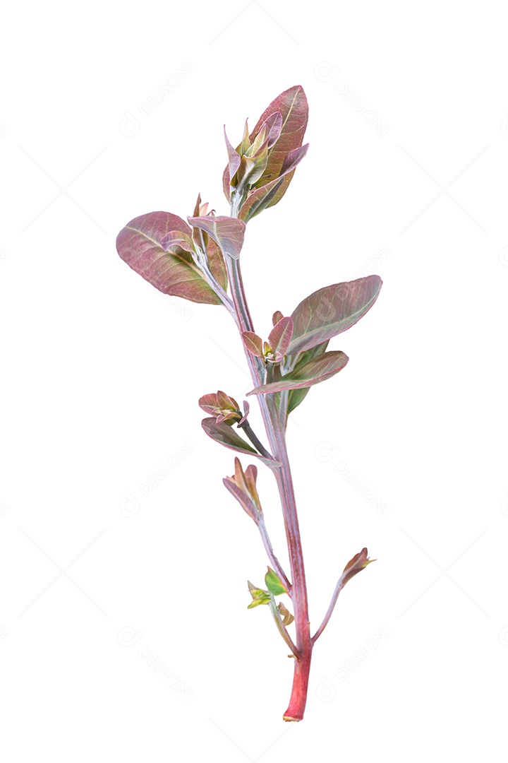 Ramos macios de folhas de eucalipto em um fundo branco