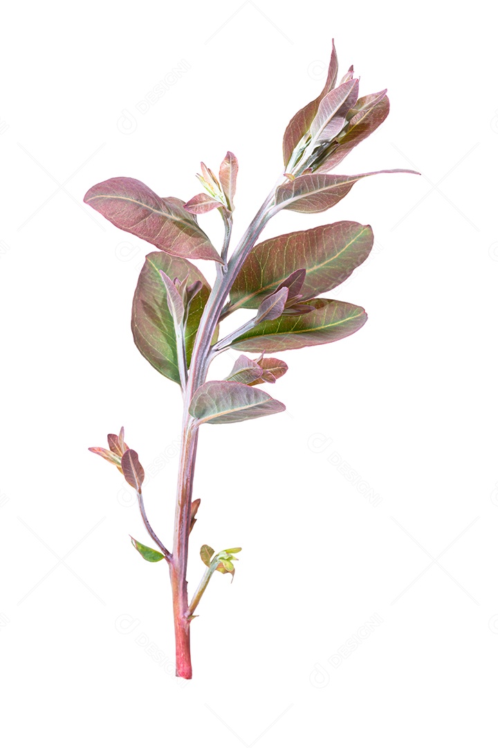 Ramos macios de folhas de eucalipto em um fundo branco