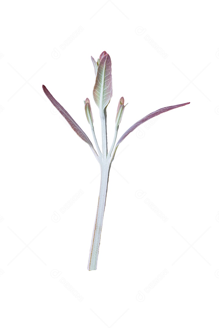 Ramos macios de folhas de eucalipto em um fundo branco