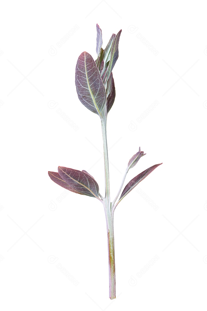 Ramos macios de folhas de eucalipto em um fundo branco