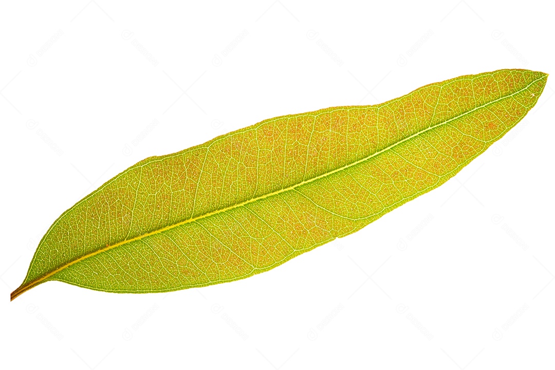 O padrão e a cor das folhas de eucalipto no fundo branco