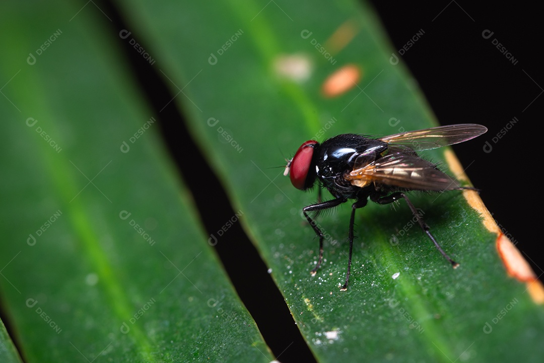 Macro de moscas em folhas verdes na natureza