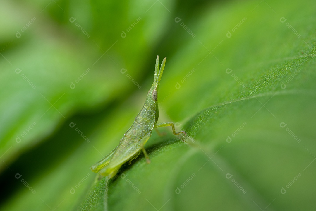 Macro de gafanhotos verdes em folhas verdes na natureza