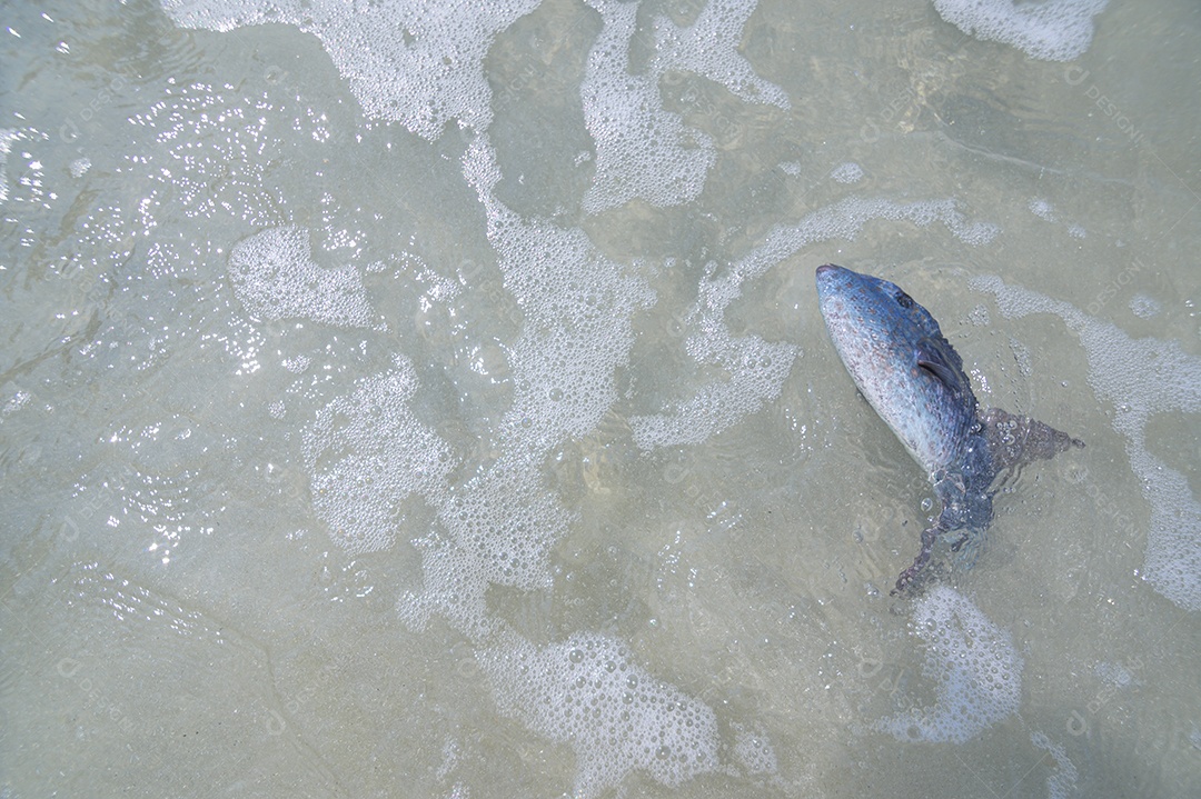 Peixe na água na praia