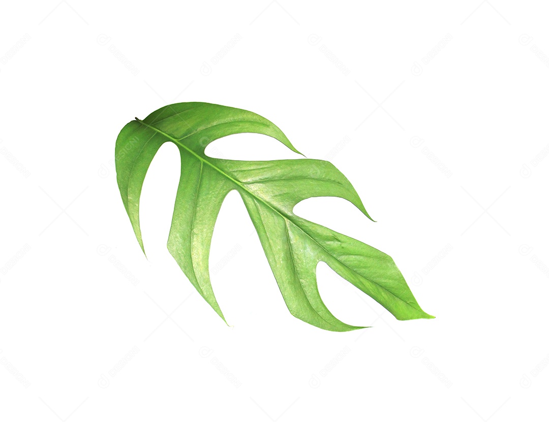 Fundo de árvore de folha de palmeira monstera tropical