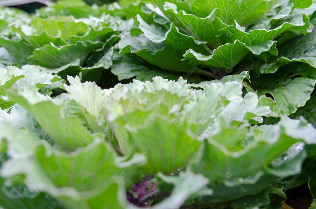 Repolho florido no jardim