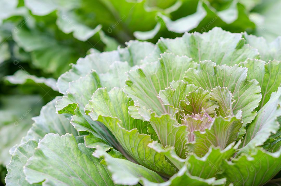 Repolho florido no jardim