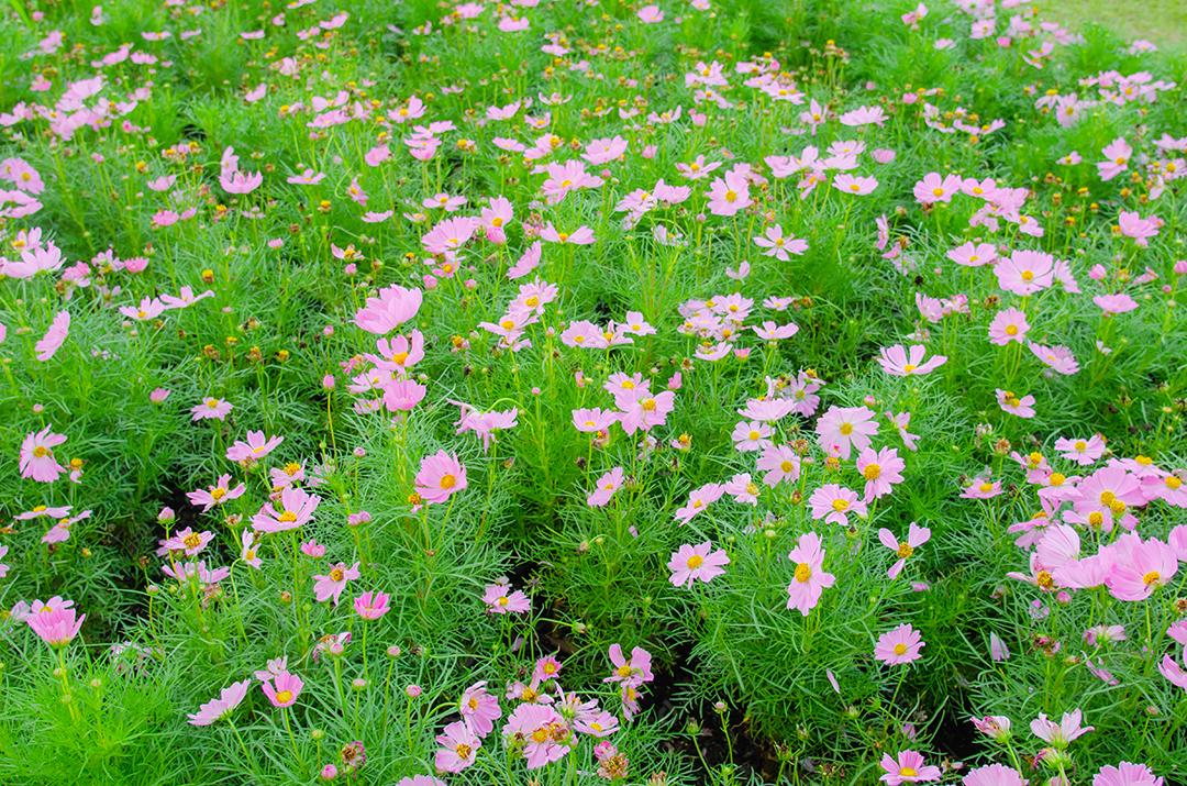 Flores do cosmos no jardim lindo.