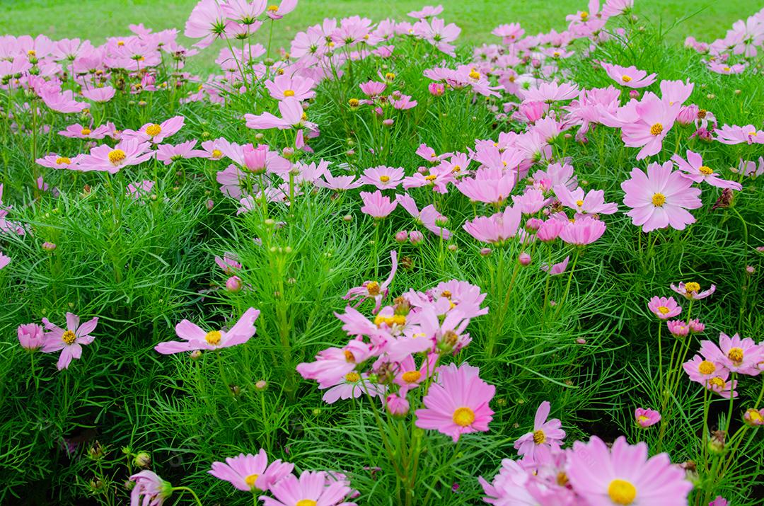 Flores do cosmos no jardim lindo.