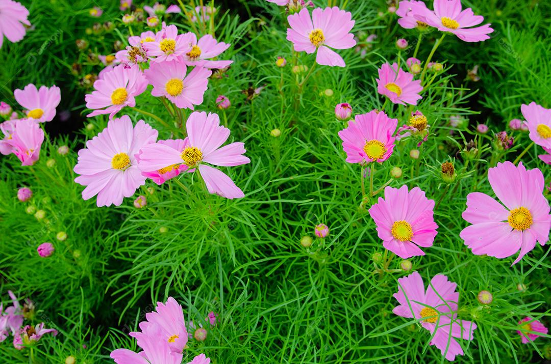 Flores do cosmos no jardim lindo.