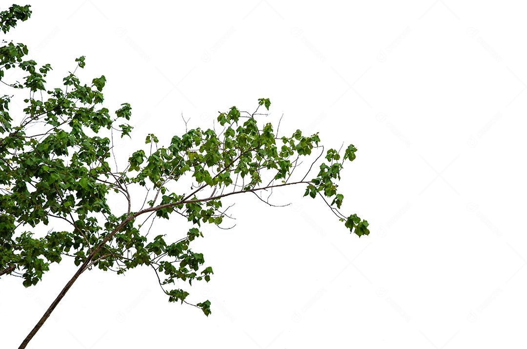 Folhas verdes sobre fundo branco.