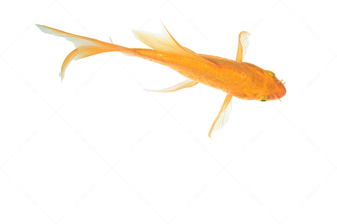 Cena de fundo branco peixe