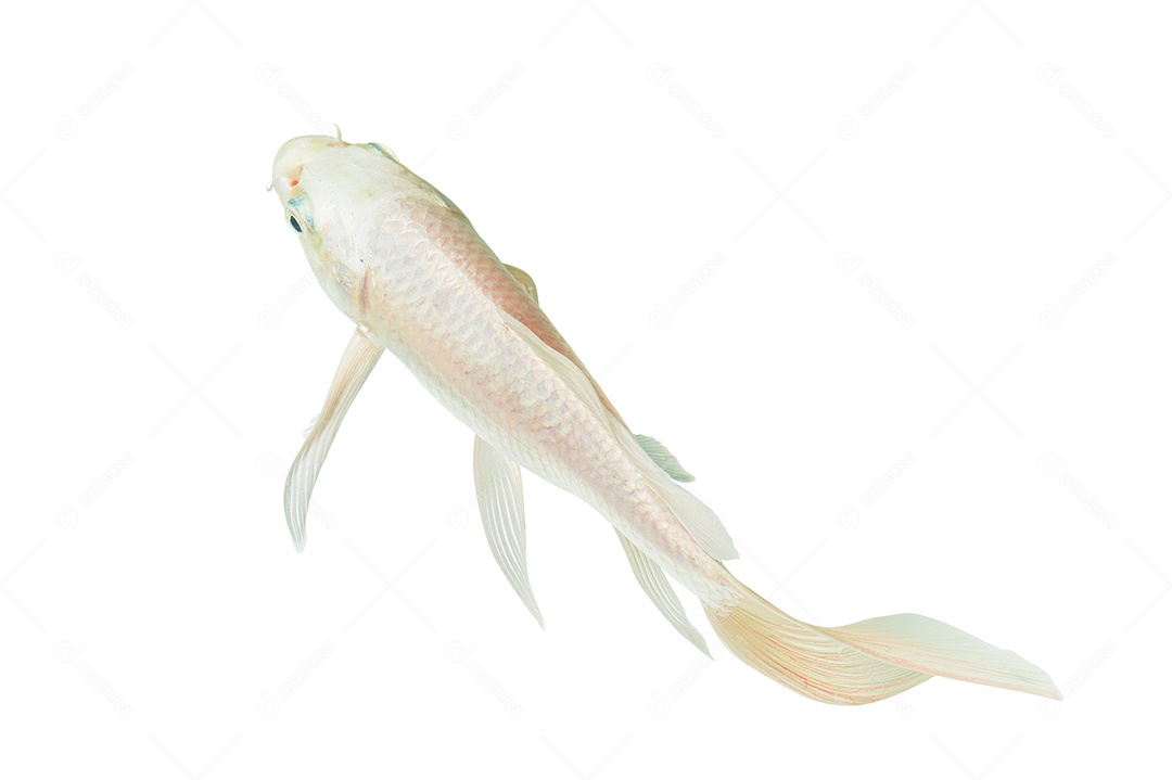 Cena de fundo branco peixe