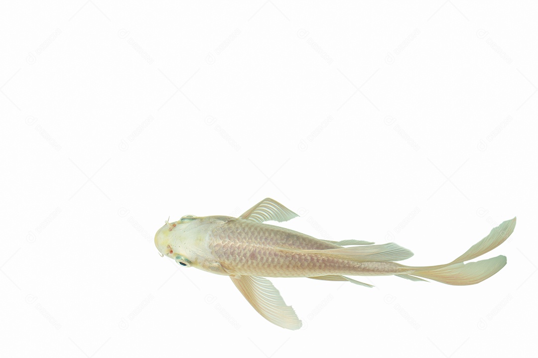 Cena de fundo branco peixe