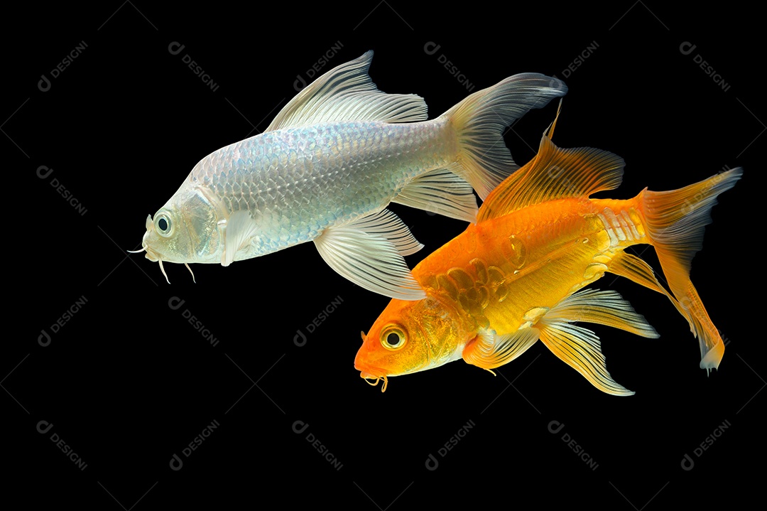 Cena de fundo preto peixes