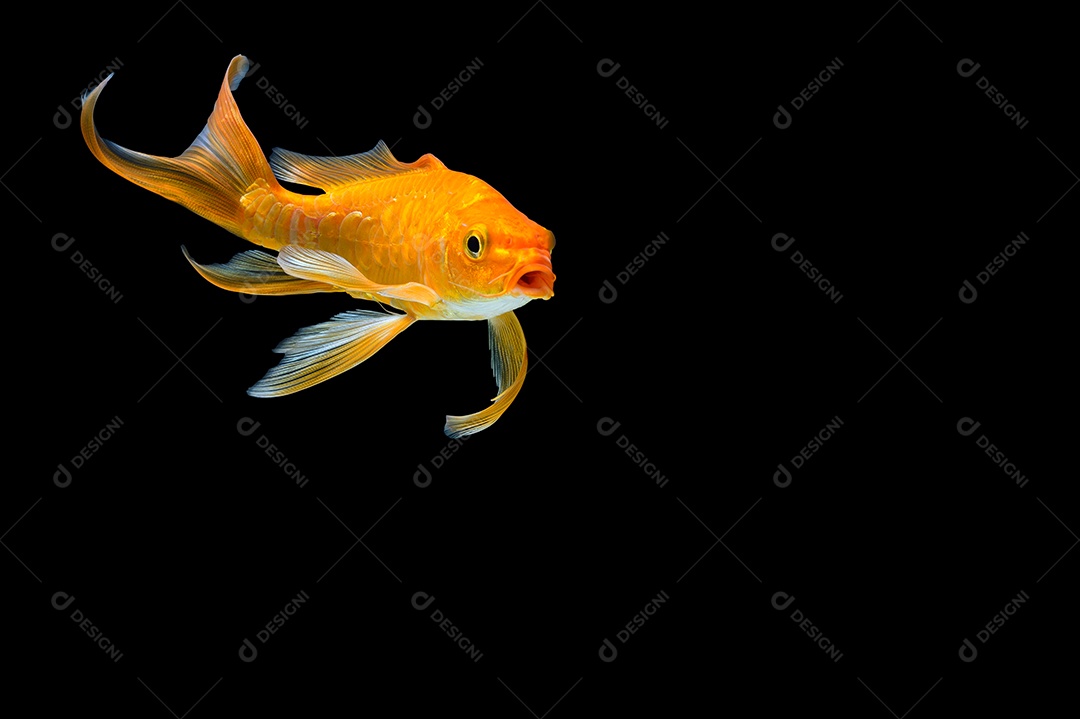 Cena de fundo preto peixe