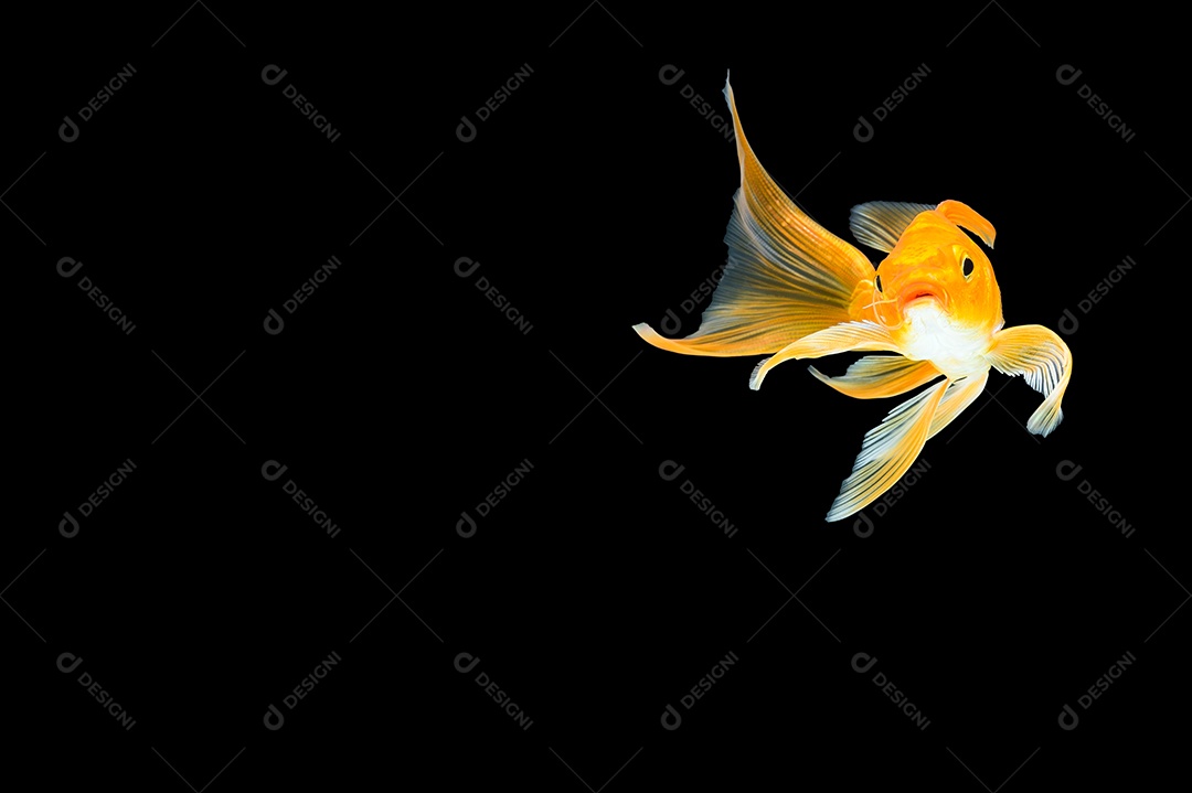 Cena de fundo preto peixe