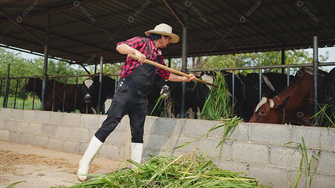 agricultor masculino lançando feno para o gado no celeiro na fazenda de gado leiteiro. Conceito de indústria agrícola, agricultura e pecuária, vaca na fazenda de gado leiteiro comendo feno. Estábulo.