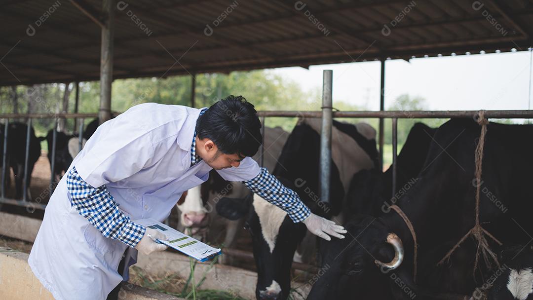Veterinário verificando seu gado e qualidade do leite na fazenda de gado leiteiro. Conceito de indústria agrícola, agricultura e pecuária, vaca na fazenda de gado leiteiro comendo feno, estábulo.