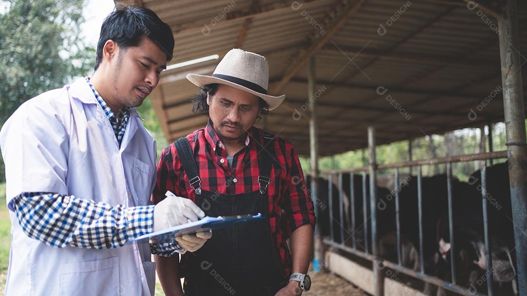 Veterinário verificando seu gado e qualidade do leite na fazenda de gado leiteiro. Conceito de indústria agrícola, agricultura e pecuária, vaca na fazenda de gado leiteiro comendo feno, estábulo.