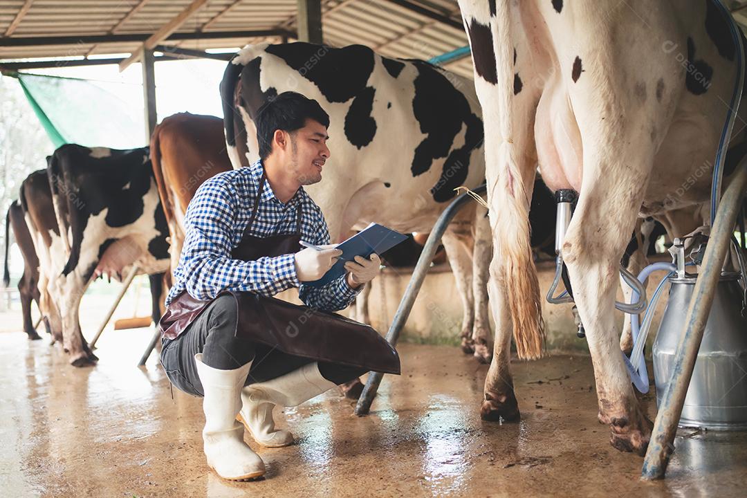agricultor masculino verificando seu gado e a qualidade do leite na fazenda de gado leiteiro. Conceito de indústria agrícola, agricultura e pecuária, vaca na fazenda de gado leiteiro comendo feno, estábulo.