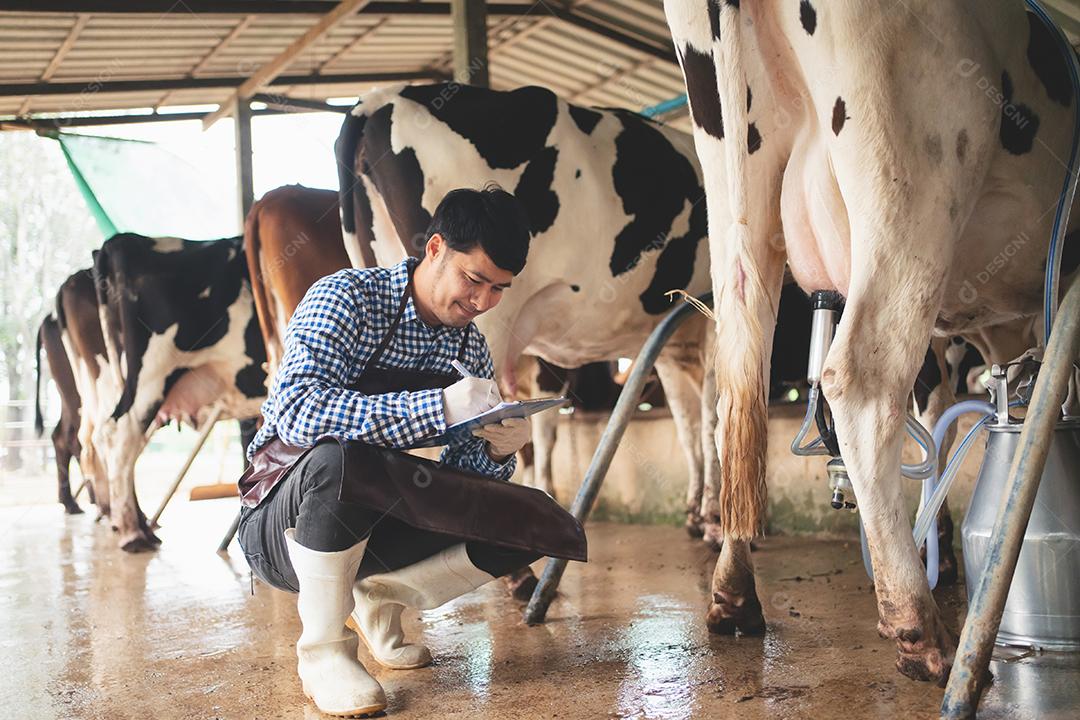 agricultor masculino verificando seu gado e a qualidade do leite na fazenda de gado leiteiro. Conceito de indústria agrícola, agricultura e pecuária, vaca na fazenda de gado leiteiro comendo feno, estábulo.