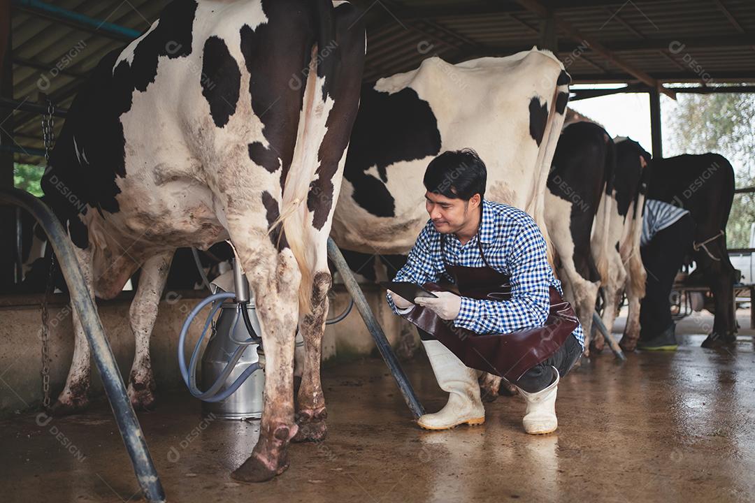 agricultor masculino verificando seu gado e a qualidade do leite na fazenda de gado leiteiro. Conceito de indústria agrícola, agricultura e pecuária, vaca na fazenda de gado leiteiro comendo feno, estábulo.