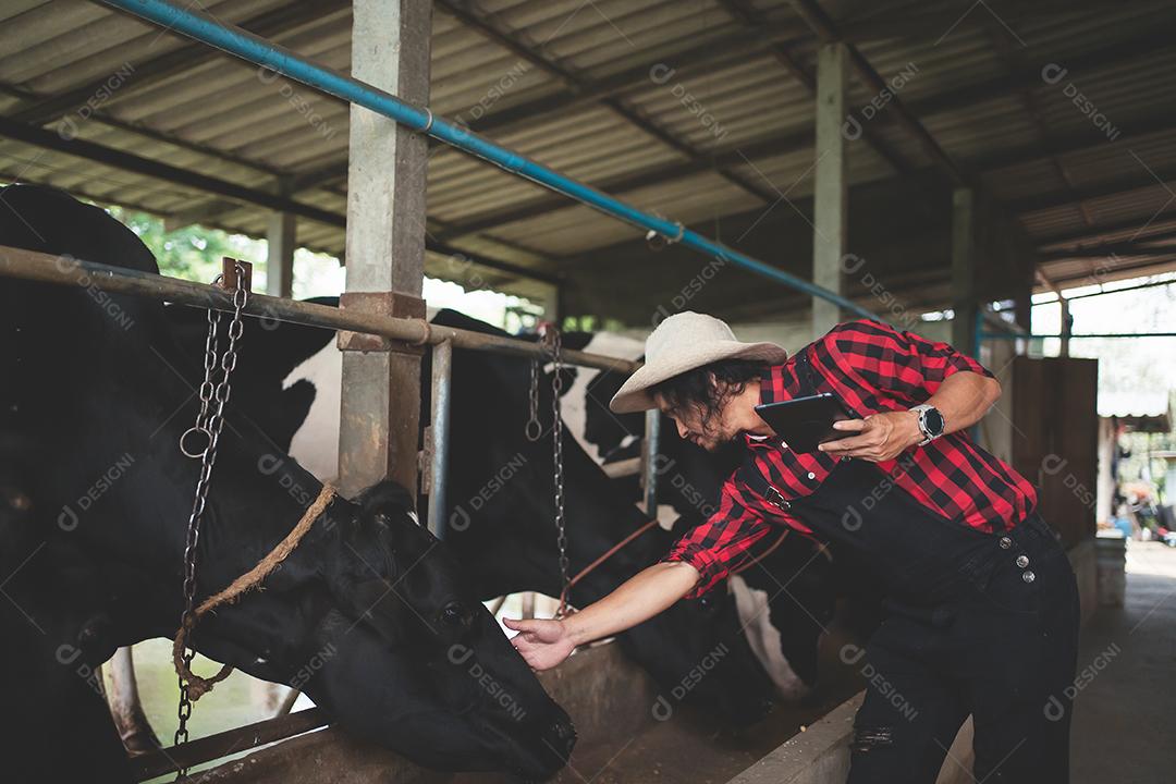 agricultor masculino verificando seu gado e a qualidade do leite na fazenda de gado leiteiro. Conceito de indústria agrícola, agricultura e pecuária, vaca na fazenda de gado leiteiro comendo feno, estábulo.