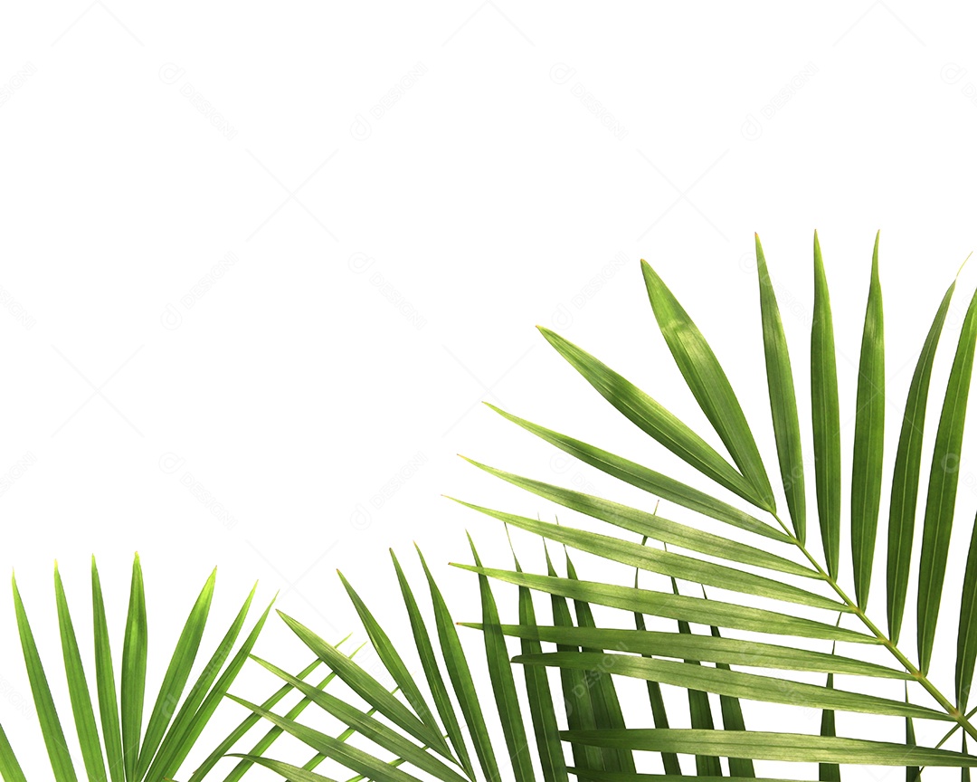 Folhas de palmeira verdes de natureza tropical isoladas em fundo branco