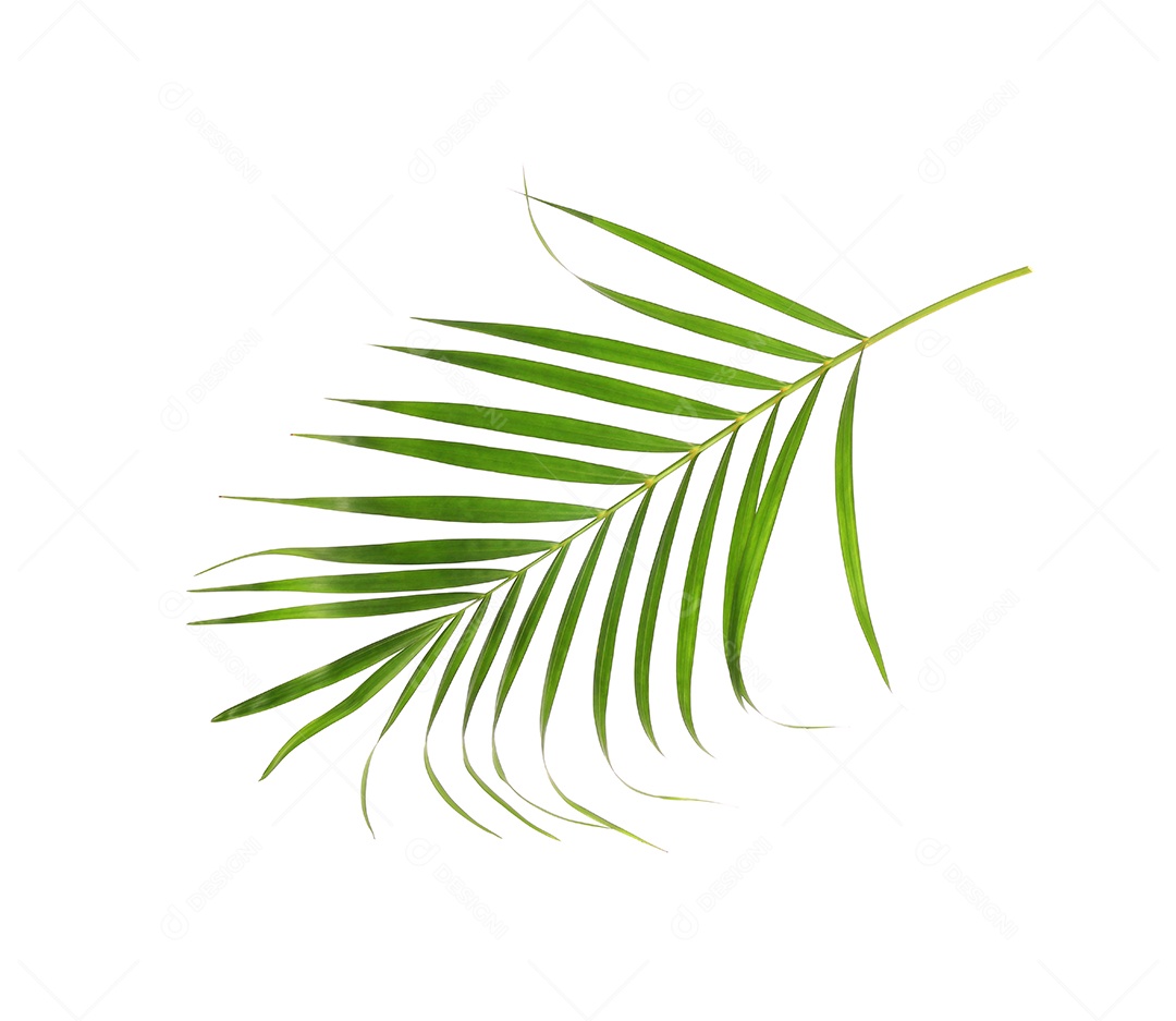 Folhas de palmeira verdes de natureza tropical isoladas em fundo branco